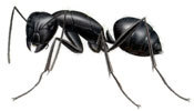 Which Species Of Ant Pest Is Commonly Found Gravitating Onto Garden Mulch In The Northeast?