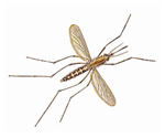Mosquito Control Peabody Massachusetts