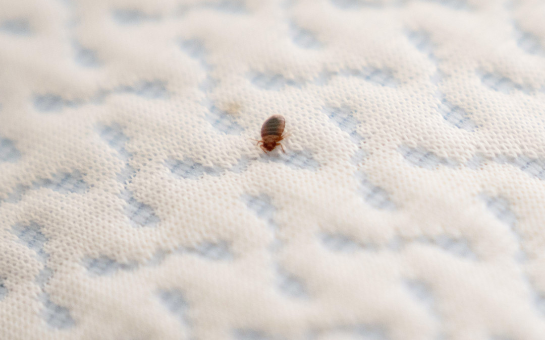 Entomologists Agree That The Bed Bug Situation Will Get Worse Before It Gets Better