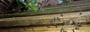 Ant-Pest-Control Wakefield, MA