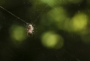 10637971 - a black and yellow orb-weaver spider in the center of its web