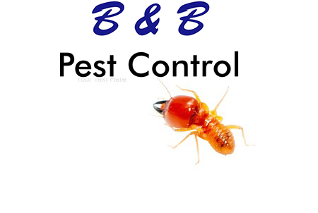 How Can Homeowners Make An Informed Decision As To Which Termite Treatment Method Is Most Suitable For Their Property?