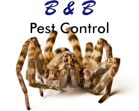 Benefits Of Keeping Insects As Pets