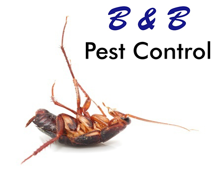 Controlling A Cockroaches Movement