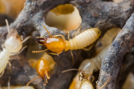 New Discoveries in Termite Guts