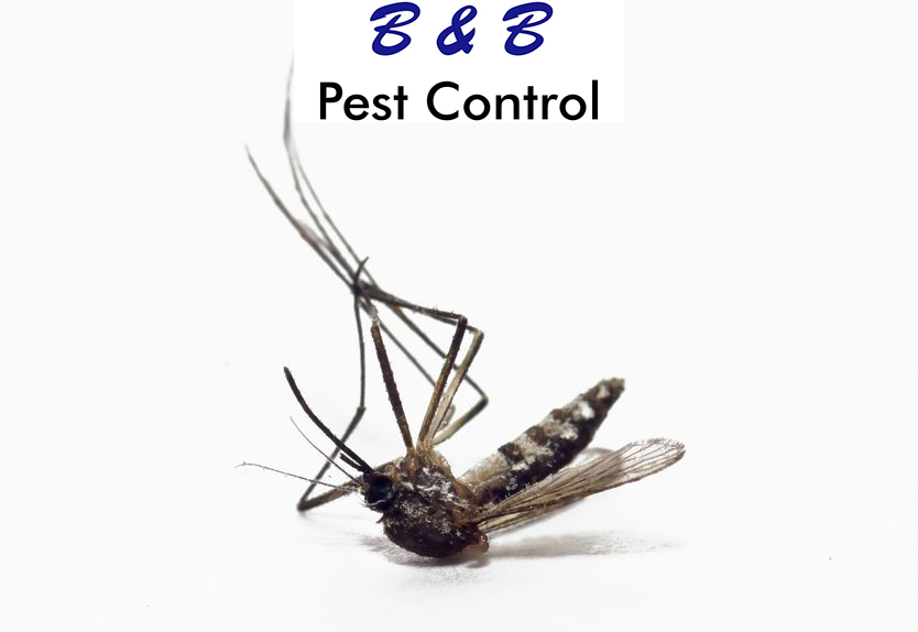 Pests Devour Millions Of Tons Of Crops