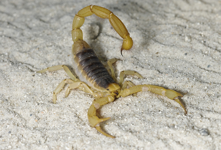 A Man In Pennsylvania Sustained A Scorpion Sting After Unknowingly Bringing The Creature Home From Caribbean