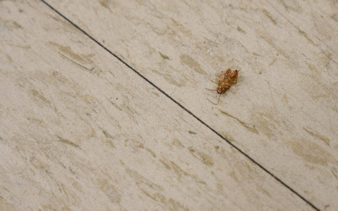 The Activity Cycle Of Cockroach Pests Within Homes