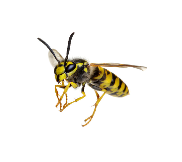 How Often Do Solitary Wasps And Bees That Are Considered Urban Pests Sting Humans?