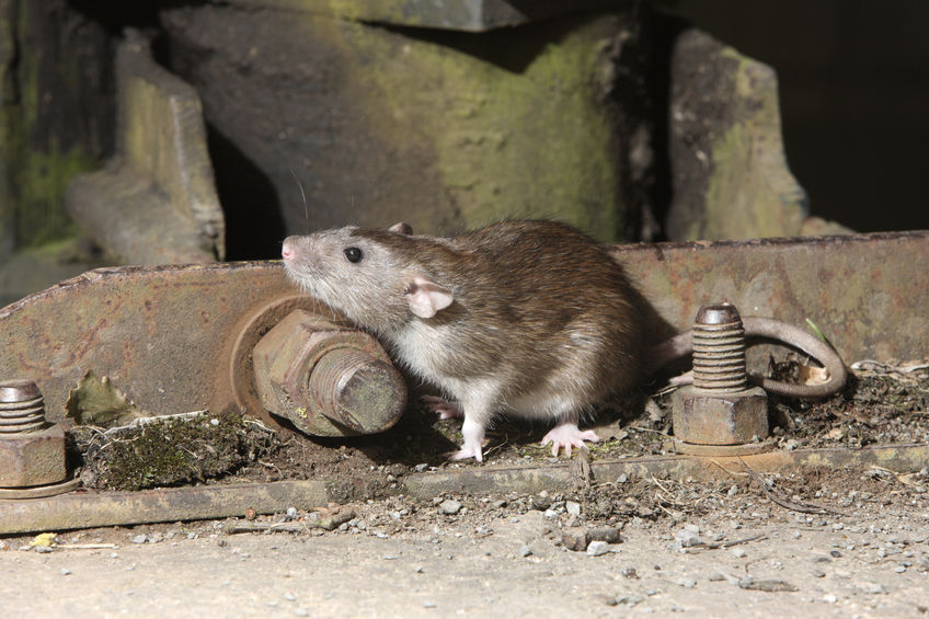 Can You Use Vinegar Against Rats?